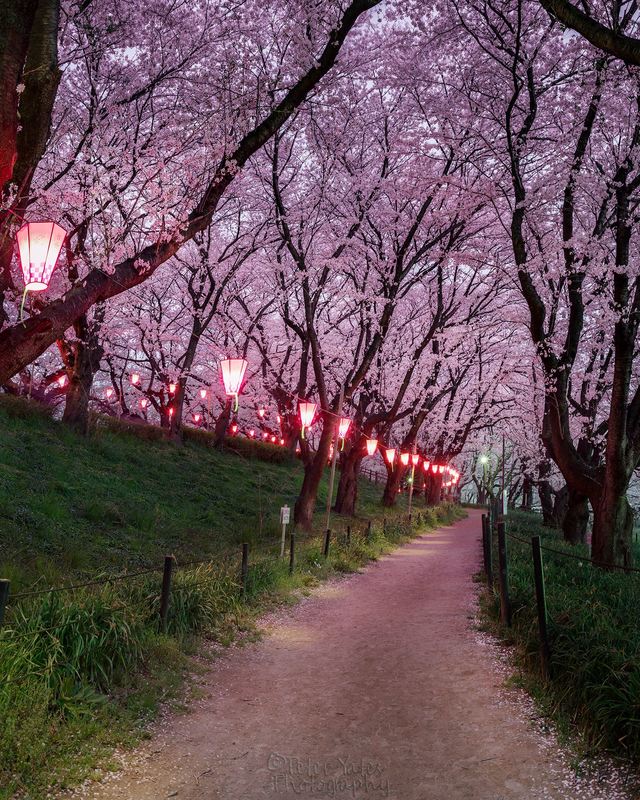 Sakura in Satte Japan