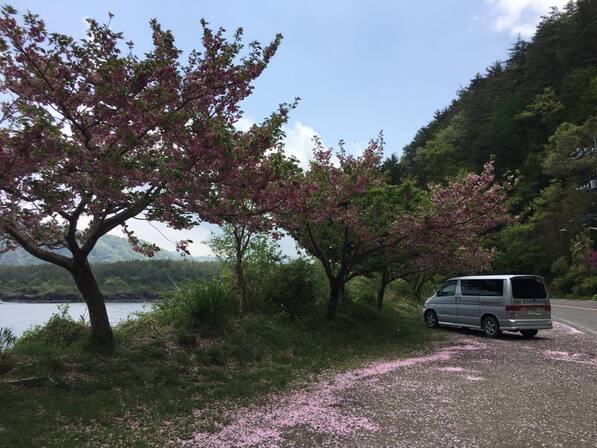 Cherry Blossom And a campervan
